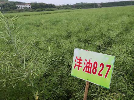 灃油827